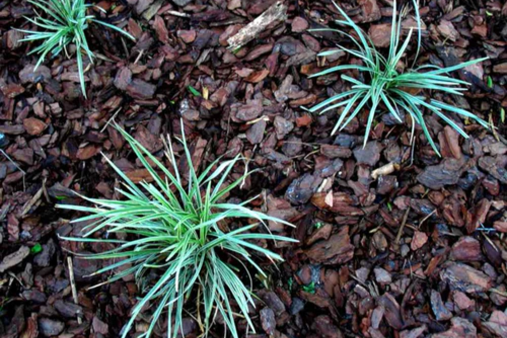 Mulčovací kůra piniová nejen jako dekorační prvek pro vaši zahradu