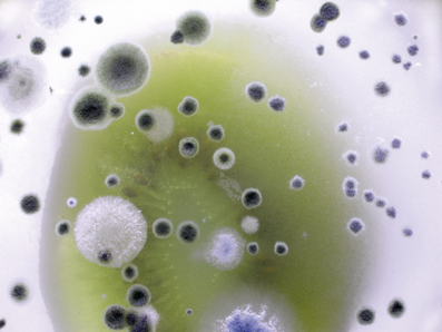 HET Likvisan biocidní přípravek proti plísním a řasám - ukázka 3